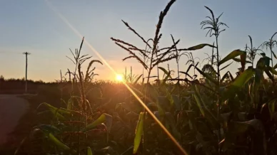 Safra 2026/27 deve impor novo teste de rentabilidade ao agro, diz Itaú BBA